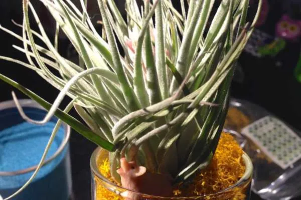 Colorful Air Plant Display by