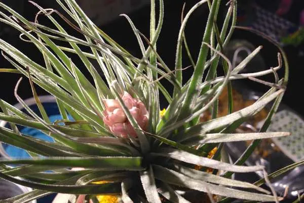 Colorful Air Plant Display by