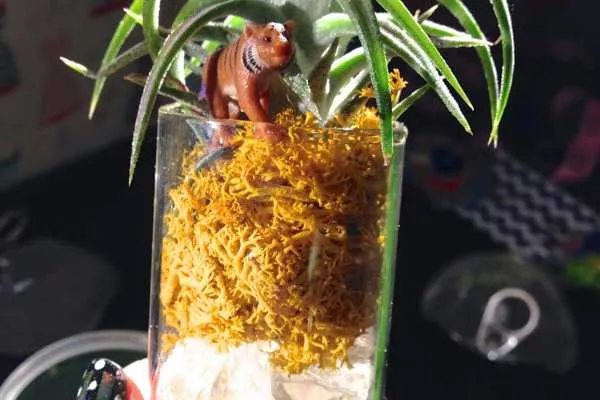 Colorful Air Plant Display by