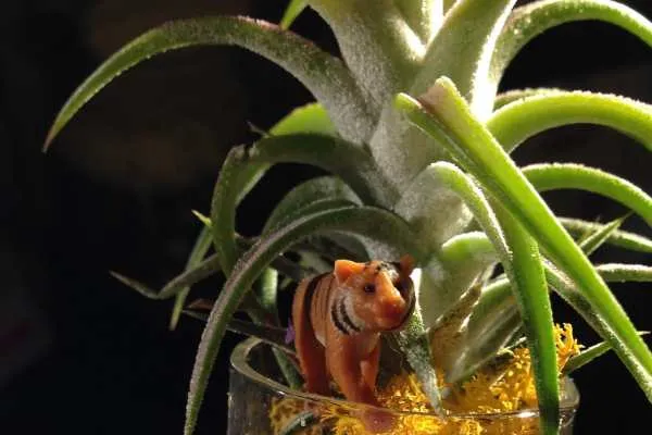 Colorful Air Plant Display by