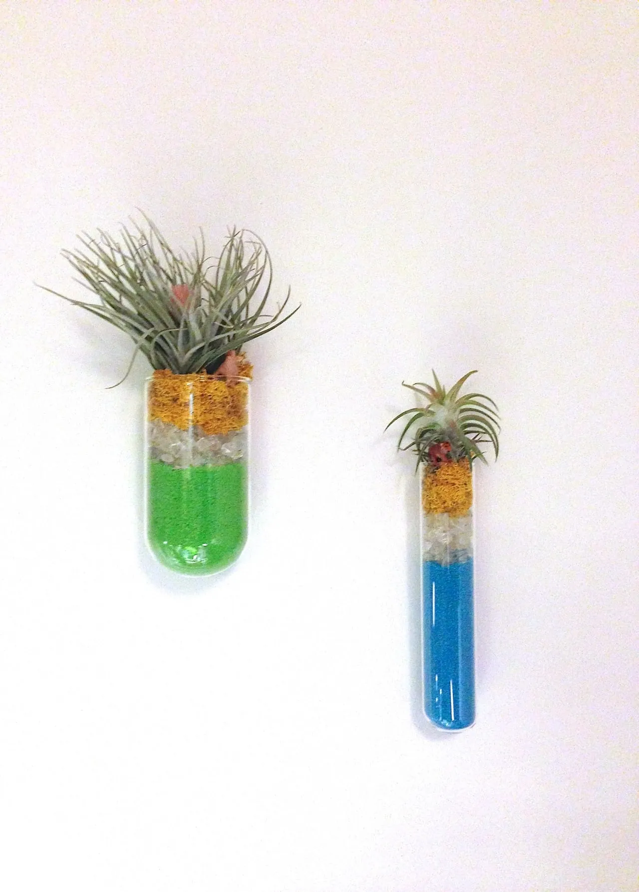 Colorful Air Plant Display by