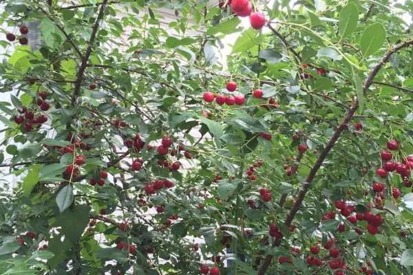 Cherry Pie Filling Recipe by