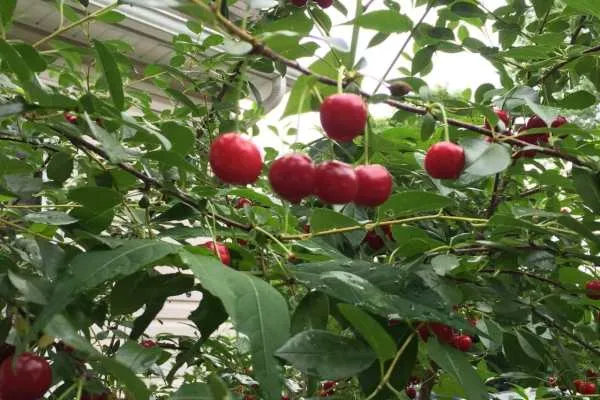Cherry Pie Filling Recipe by
