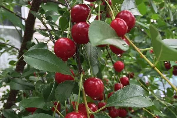Cherry Pie Filling Recipe by