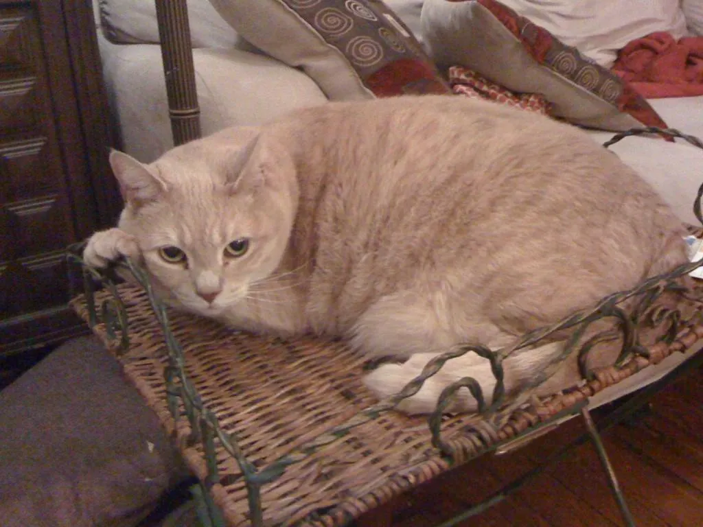 Lucky On Table