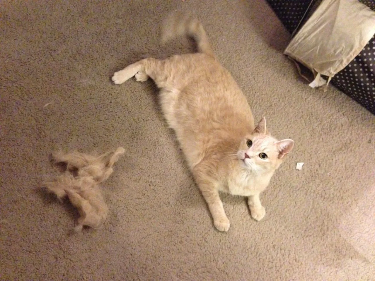 Lucky Shedding