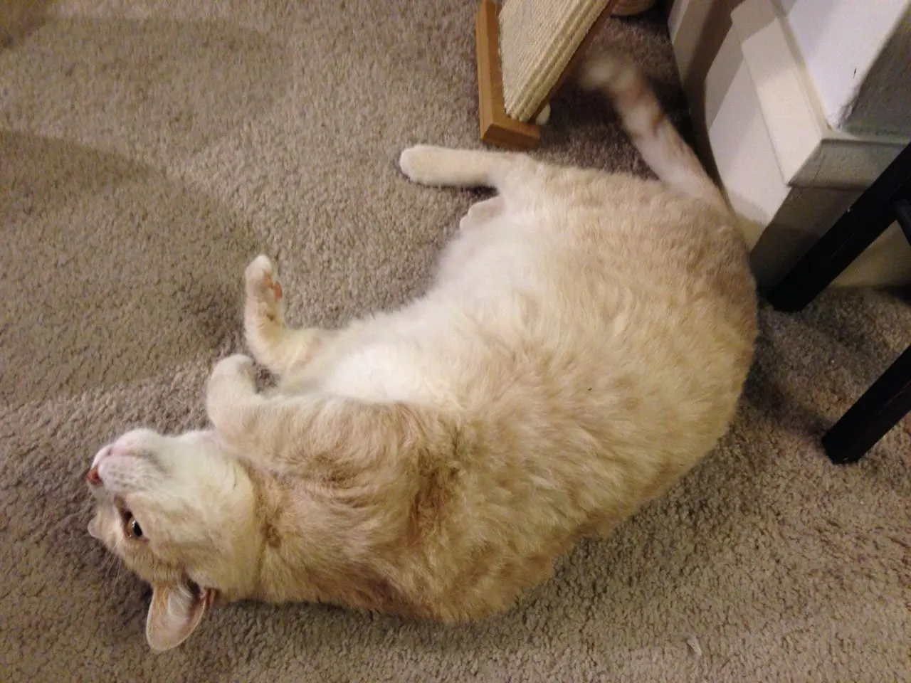 Roll Over