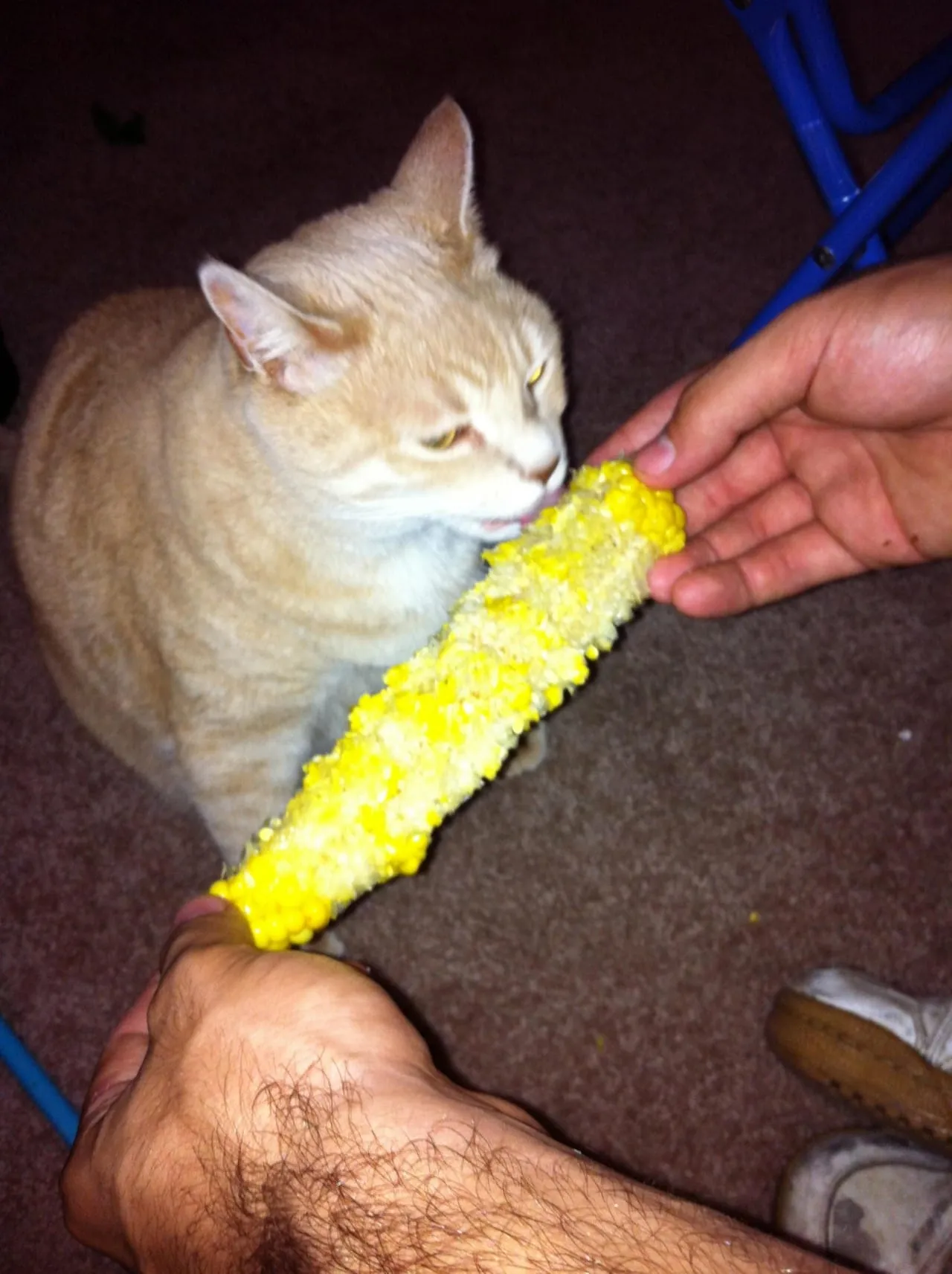Lucky Loves Corn on the Cob