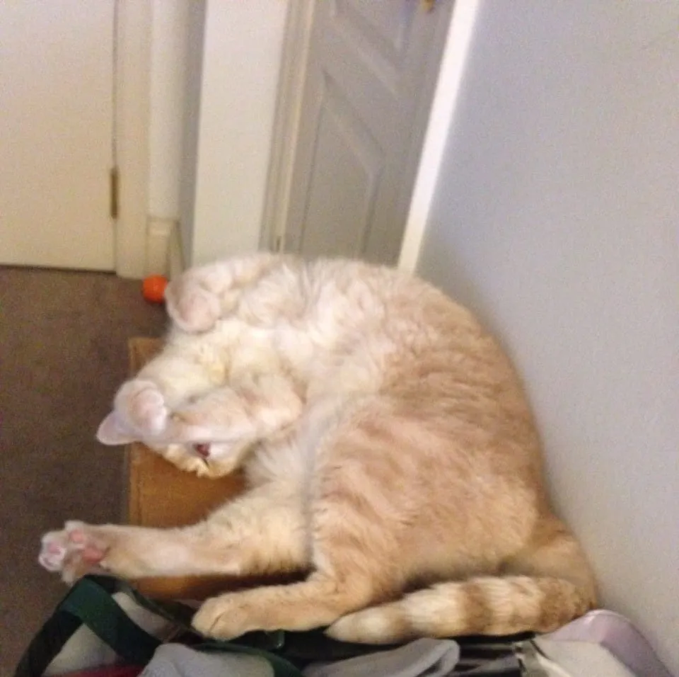 Roll Over Lucky!