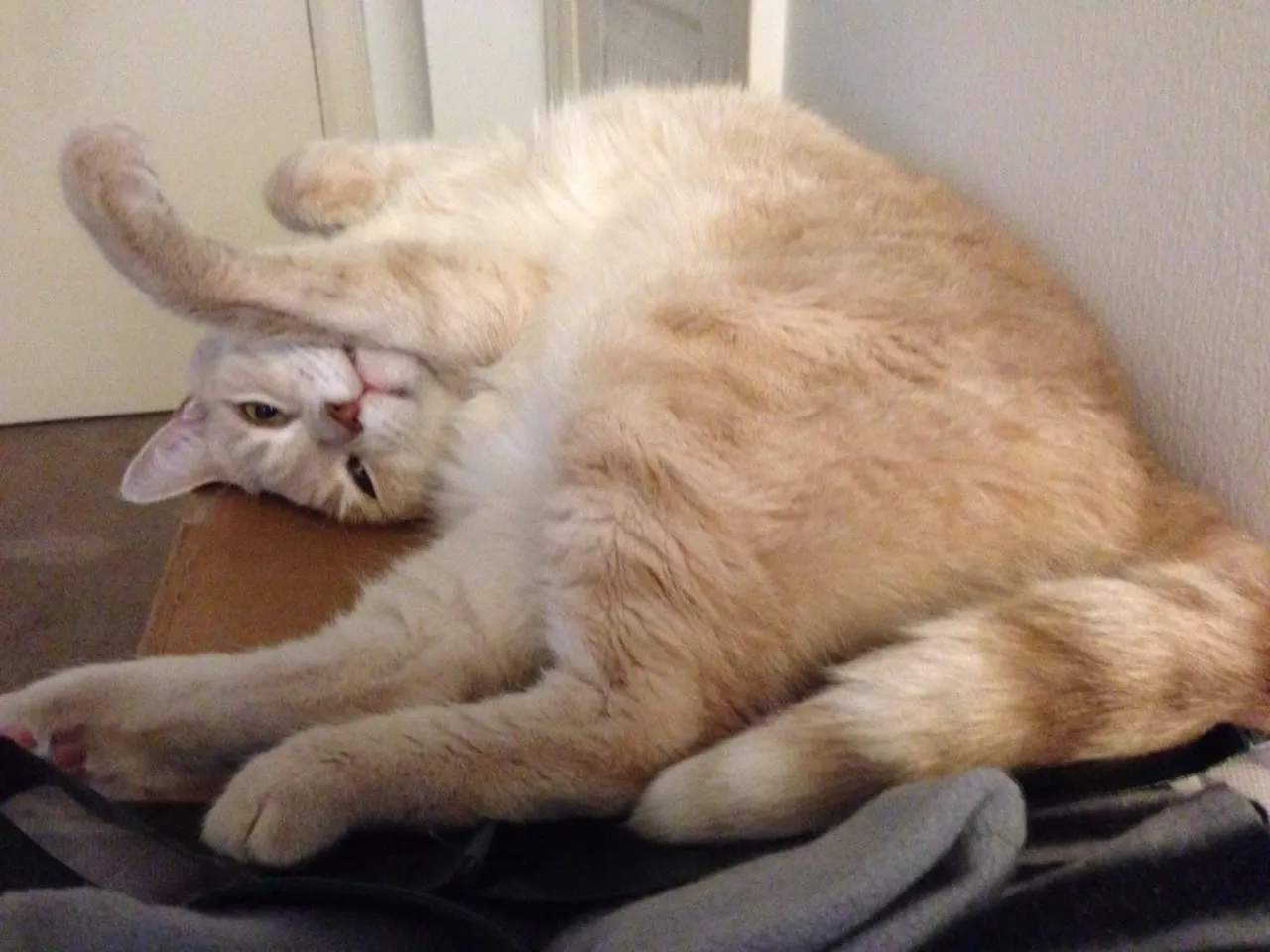 Roll Over Lucky!