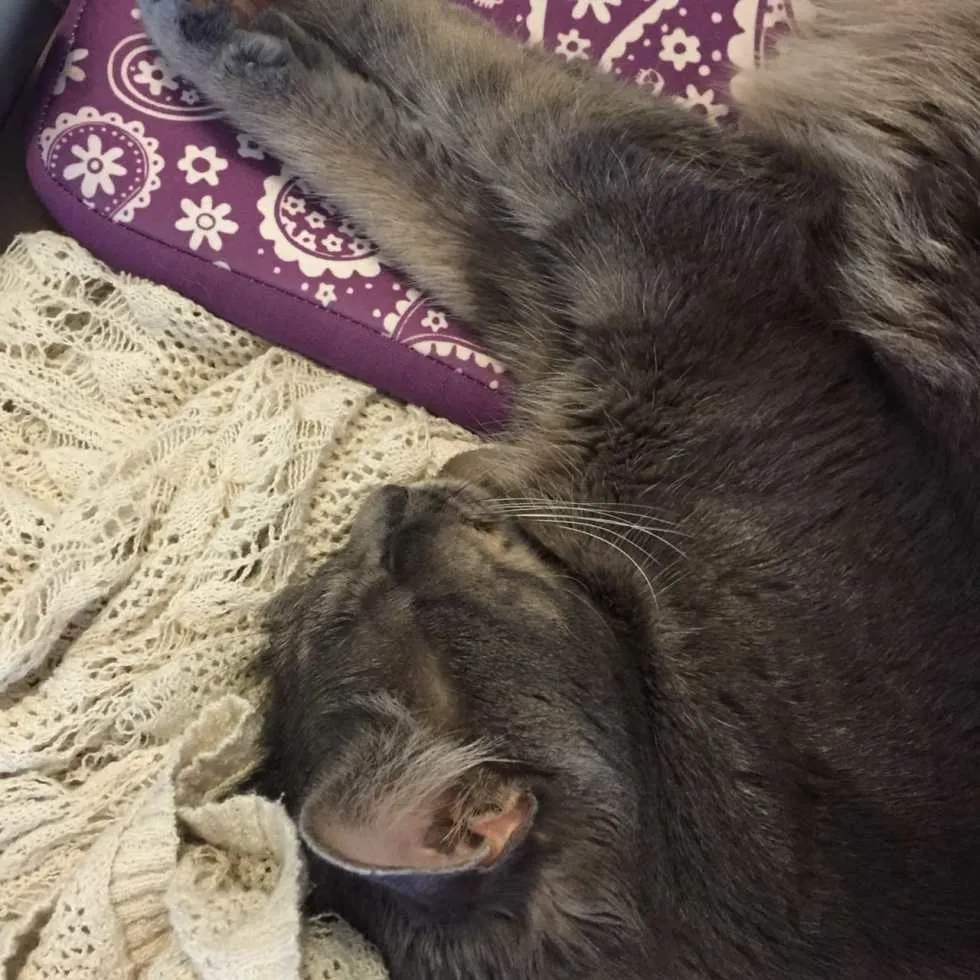 Mabel on Laptop & Sweater