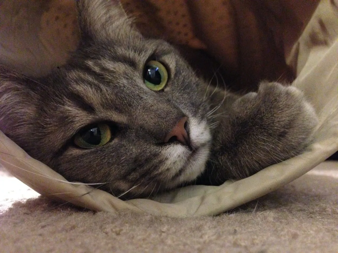Peanut Loves Her Tube