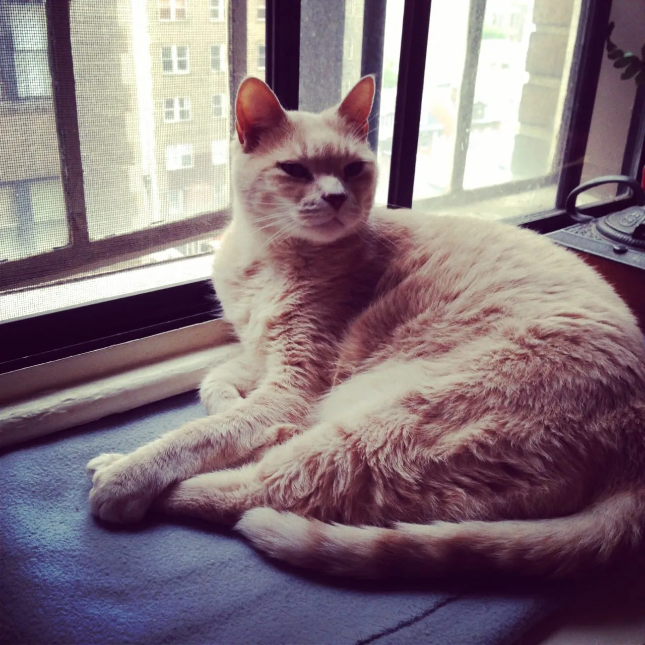 Lucky is Handsome
