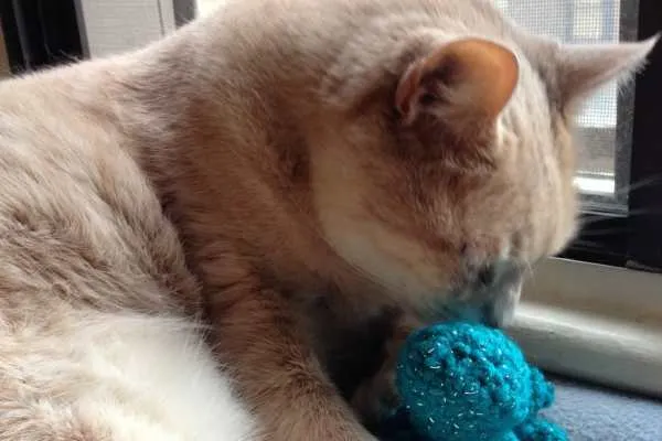 Crochet Octopus Toy Pattern for Kitty!