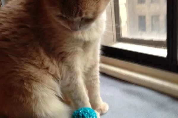 Crochet Octopus Toy Pattern for Kitty!