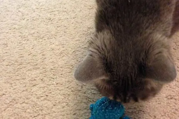 Crochet Octopus Toy Pattern for Kitty!