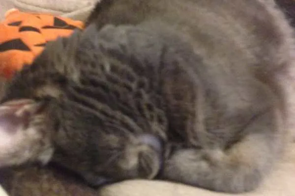 Mabel Faceplant