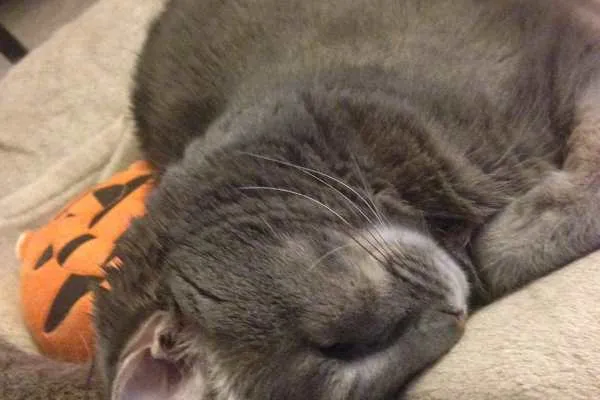 Mabel Faceplant