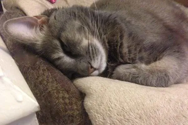 Mabel Faceplant