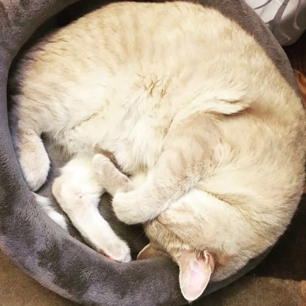 Big Lucky Tiny Bed