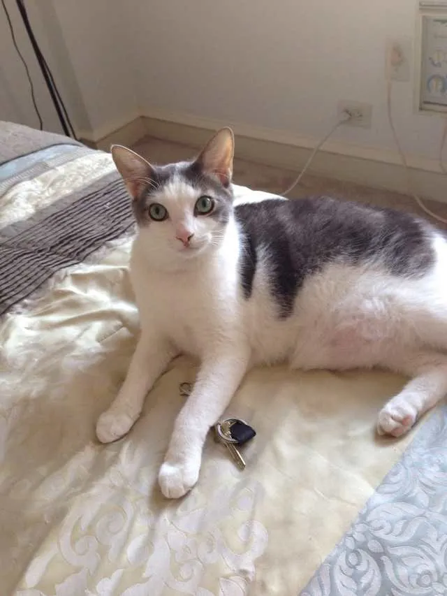Marshal the Cat wishing you a happy Friday at Katie Crafts -
