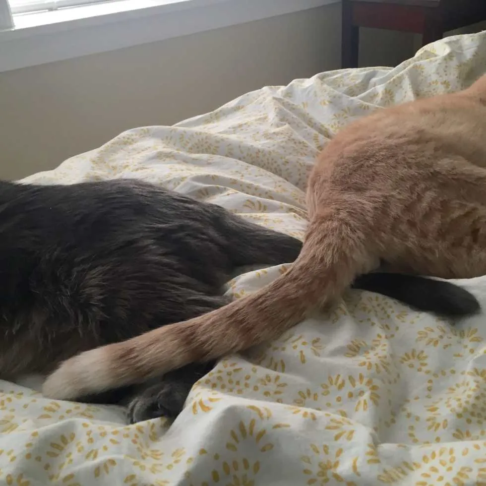 Cats Crossing Tails