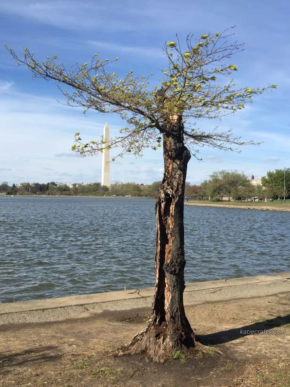Washington D.C. Photo Recap!