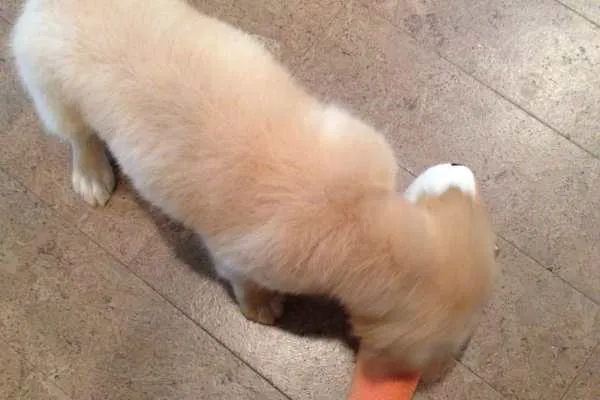 Meet Oliver!