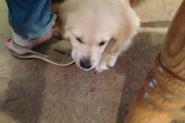 Meet Oliver!