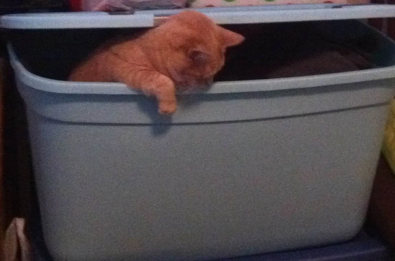Peek-a-boo Lucky