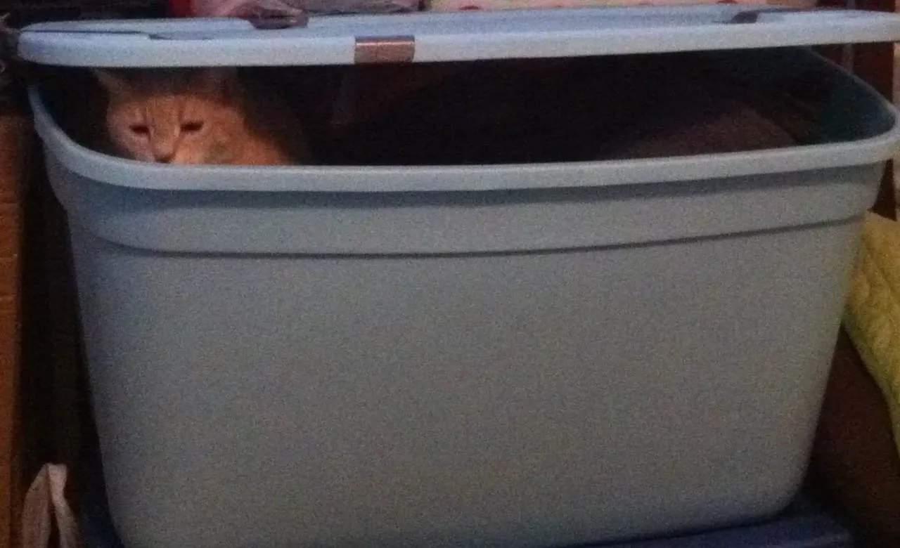 Peek-a-boo Lucky