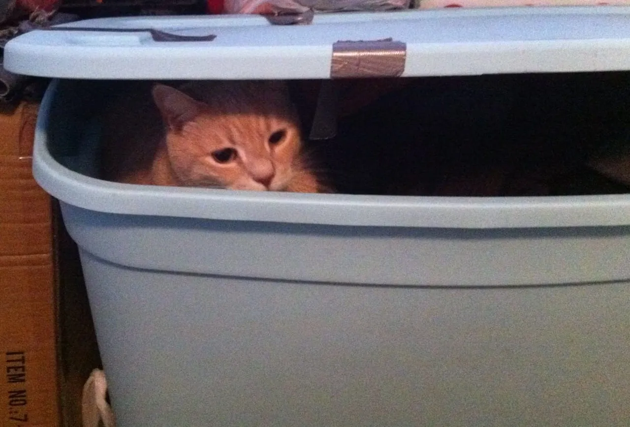 Peek-a-boo Lucky