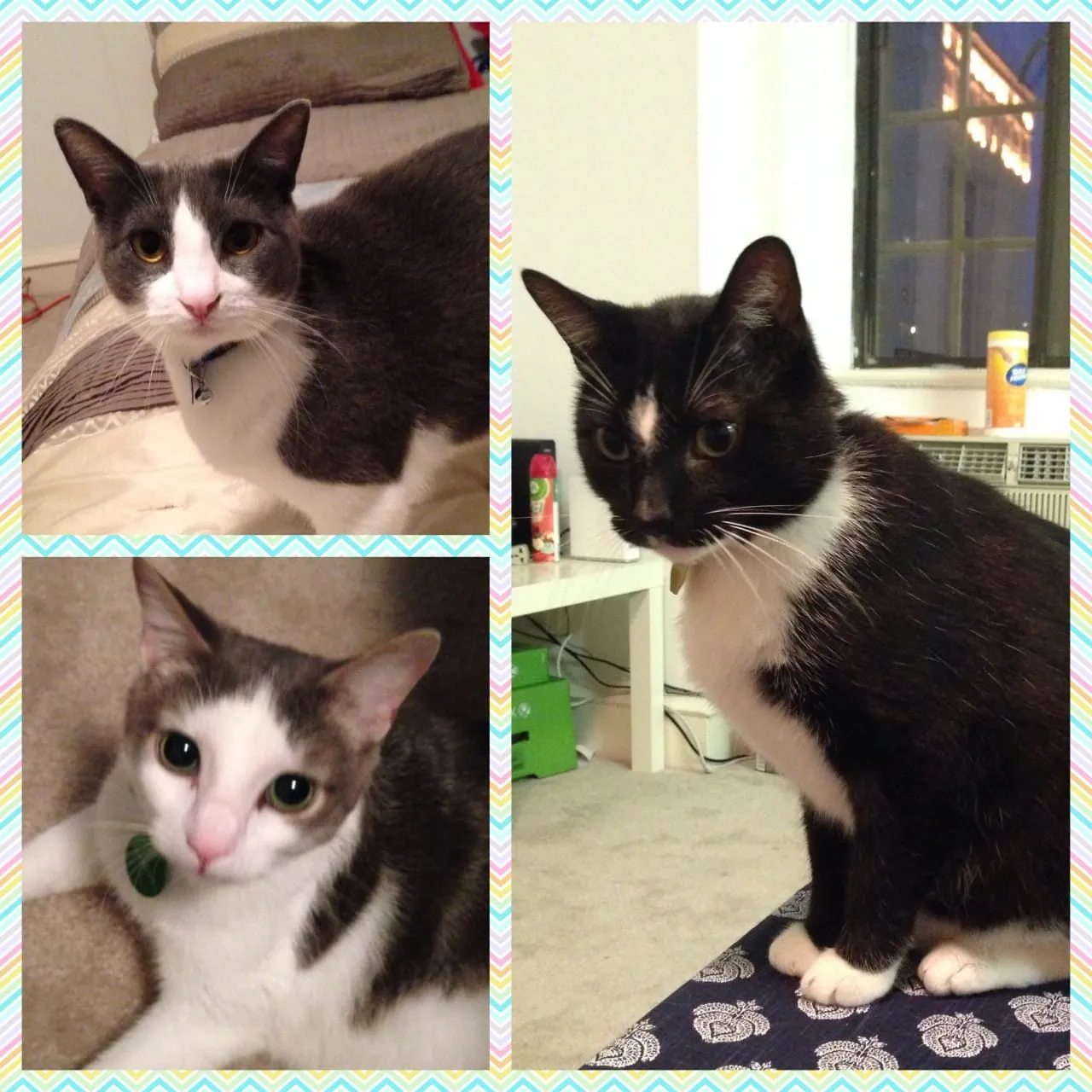 Cat Sitting