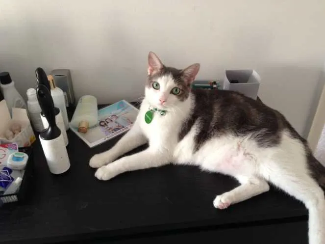 Marshal On Dresser