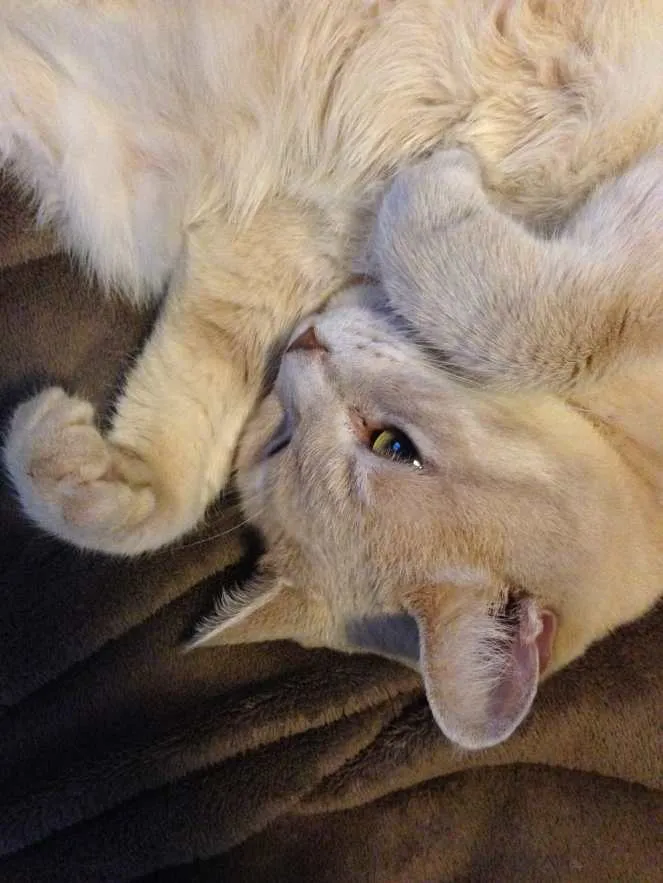 Adorable to Fierce in 2.6 Seconds