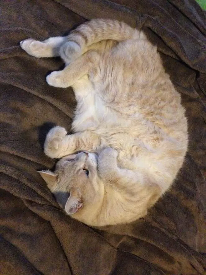 Adorable to Fierce in 2.6 Seconds