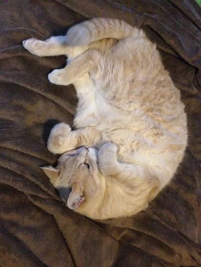 Adorable to Fierce in 2.6 Seconds