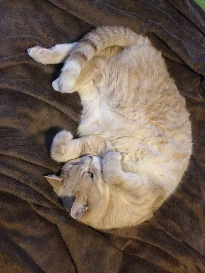 Adorable to Fierce in 2.6 Seconds