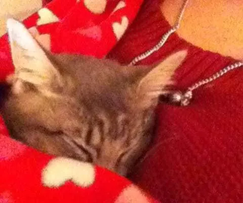Wordless Wednesday: Kitty Adoption Day