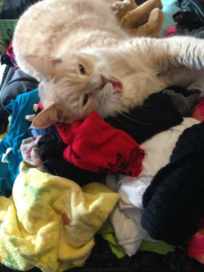 Lucky Loves Laundry