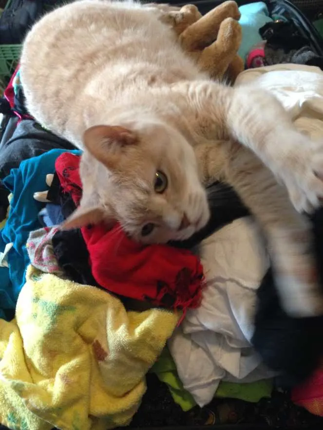 Lucky Loves Laundry