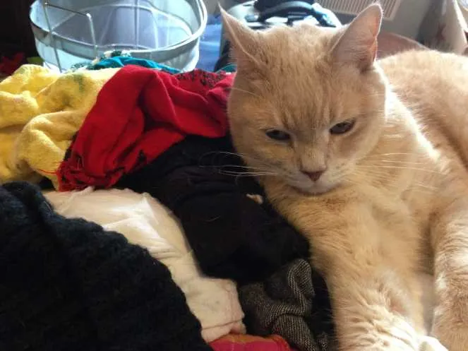 Lucky Loves Laundry