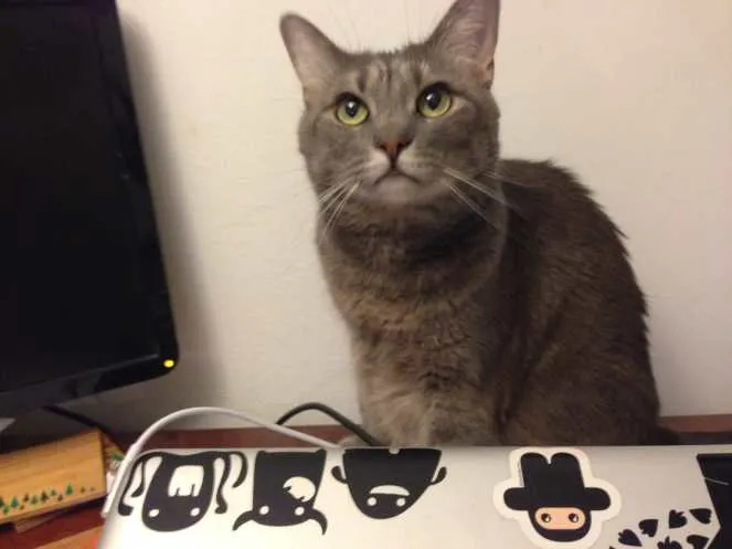 Mabel on Desk