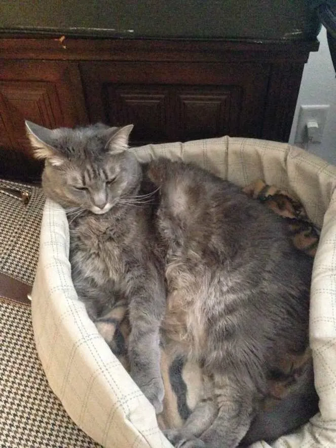 Peanut Sleeping