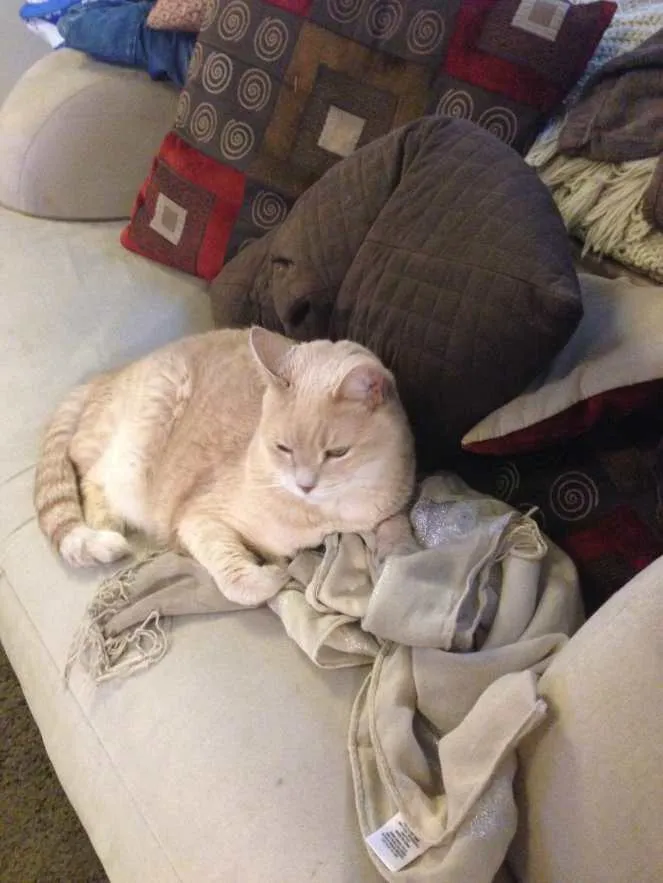 Lucky On Scarf