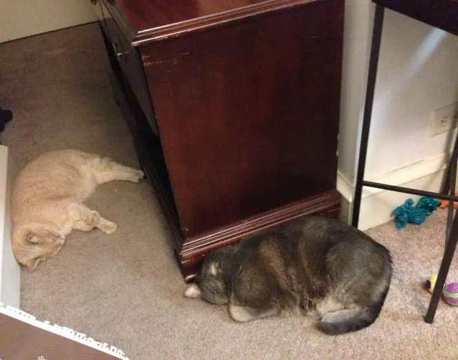 Exhausted Cats