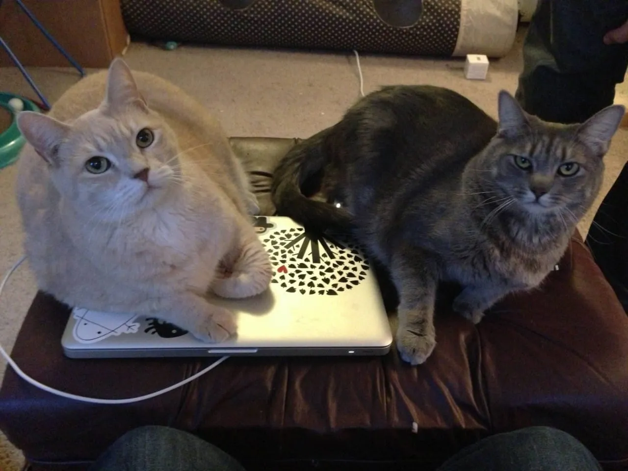 Cats on Laptop