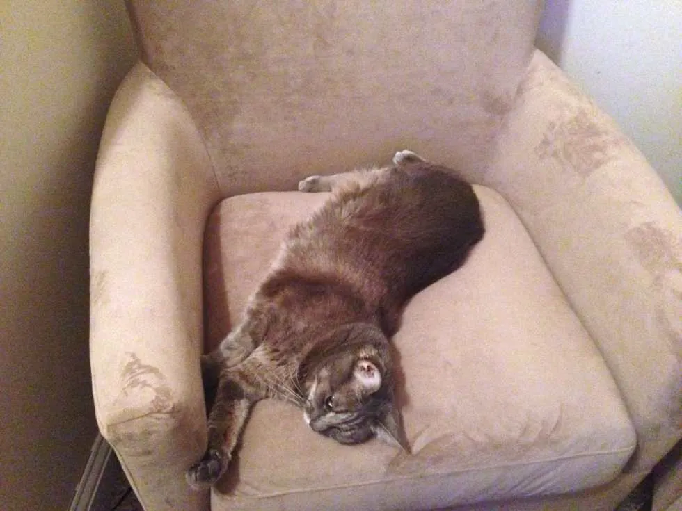 Mabel Loves The New Chairs