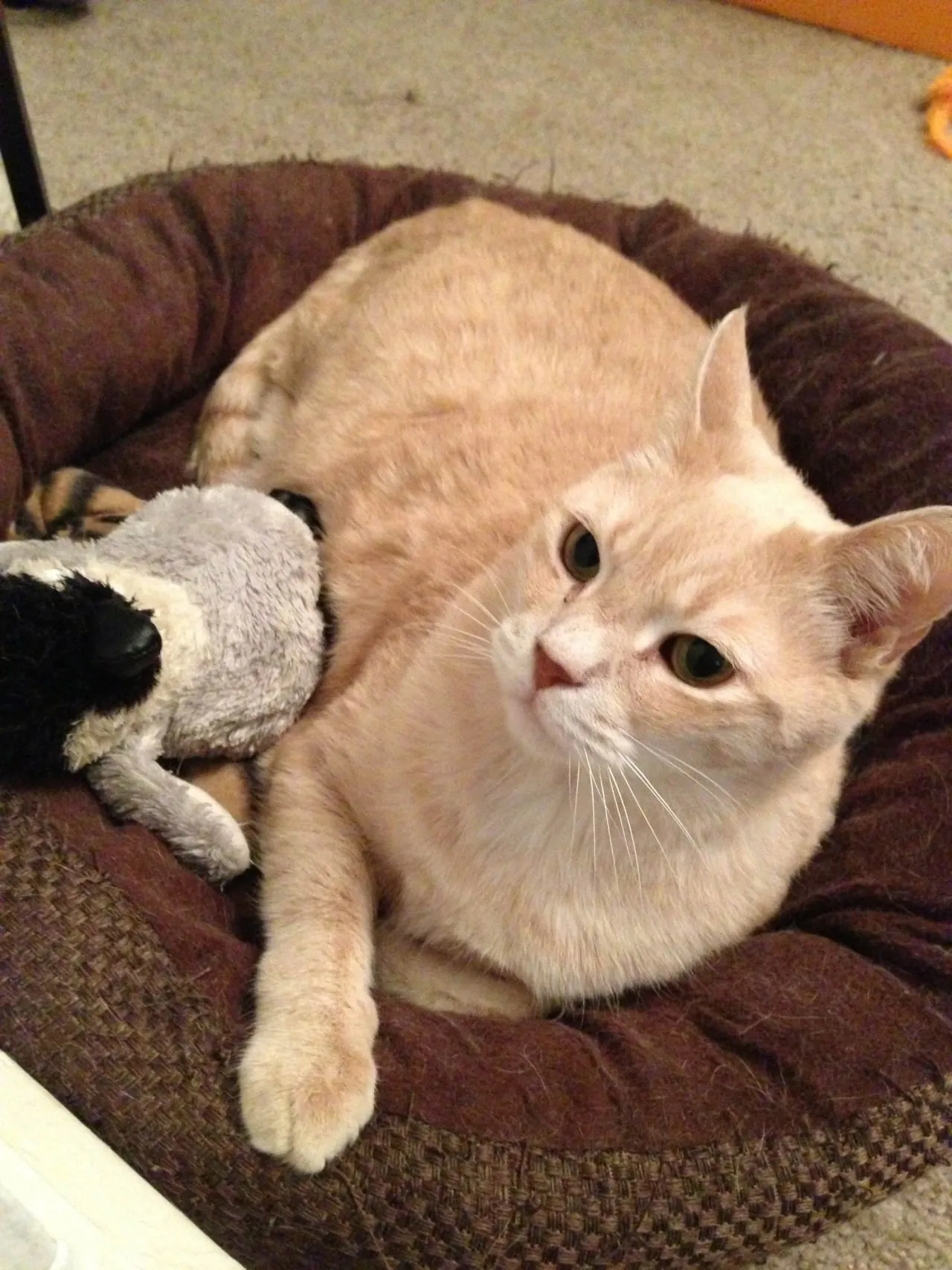 Happy World Penguin Day from Lucky