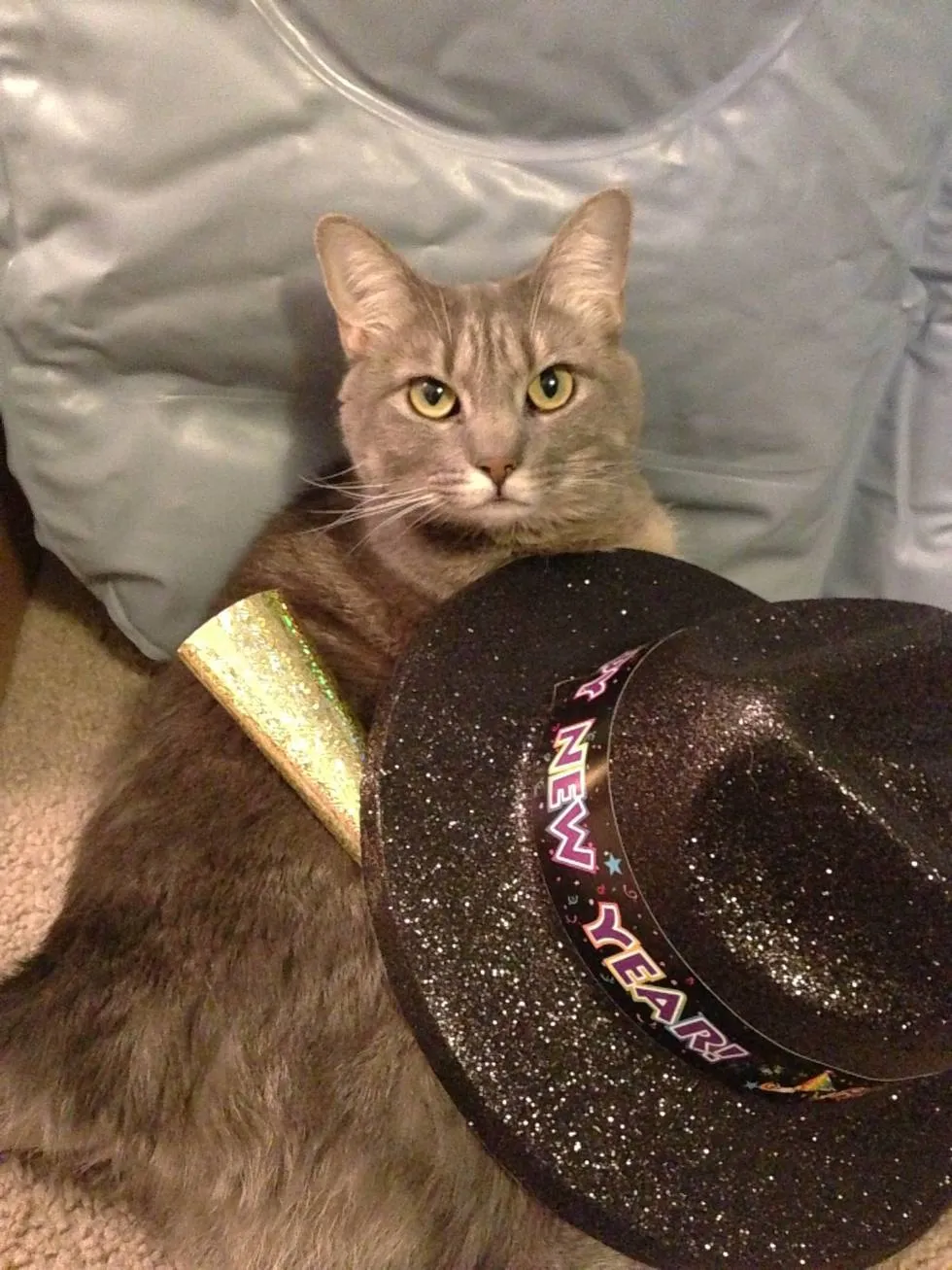 New Year's Cat